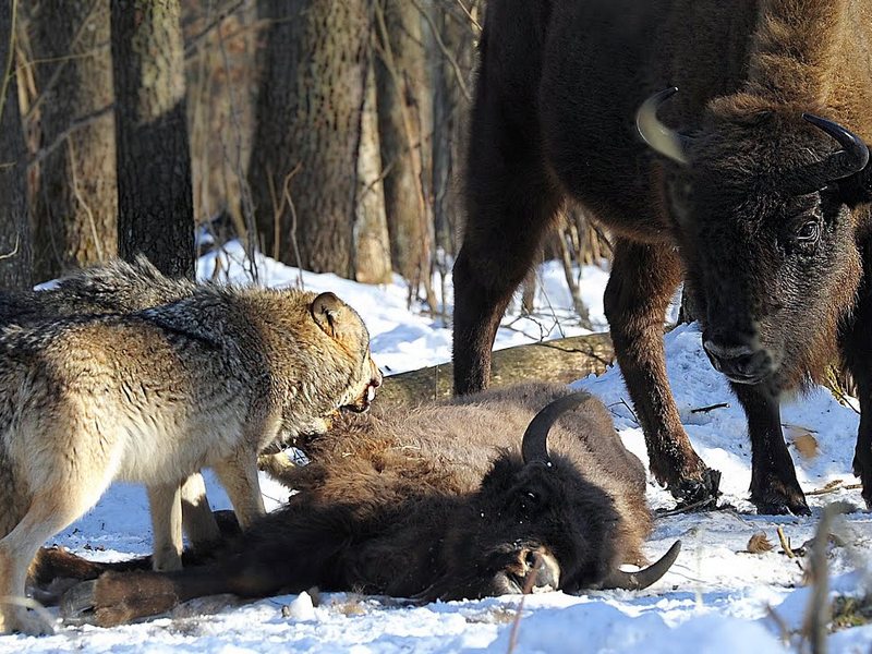 Охота волков на зубра